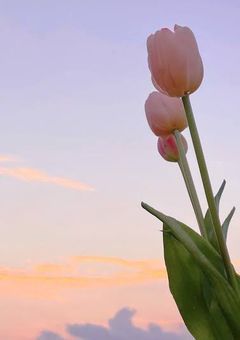 AMPTAKxCOLORS 【反応集】