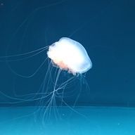 ぼっちのクラゲさんのアイコン画像