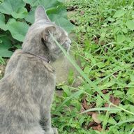 大ヌッコ帝国さんのアイコン画像