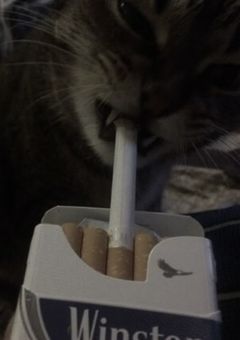 　リスカ 写真 のっける 