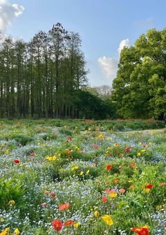 あの花が咲く丘で君とまた出会えたら