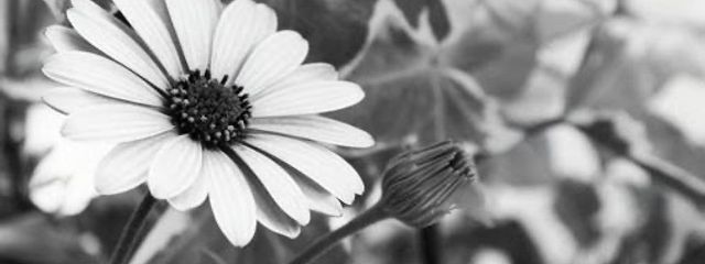 Sakuraさんの壁紙画像