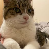 Beniさんのアイコン画像