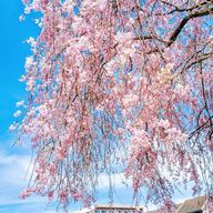 虹乃葉さんのアイコン画像