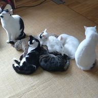 春夏秋冬💫‎🤍🍀(握力ゴリラ)さんのアイコン画像