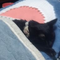 甘音 藍良さんのアイコン画像