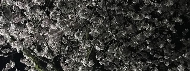 文鳥  さんの壁紙画像