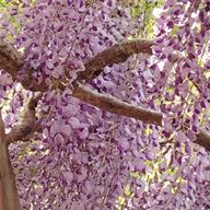 ゆみさんのアイコン画像