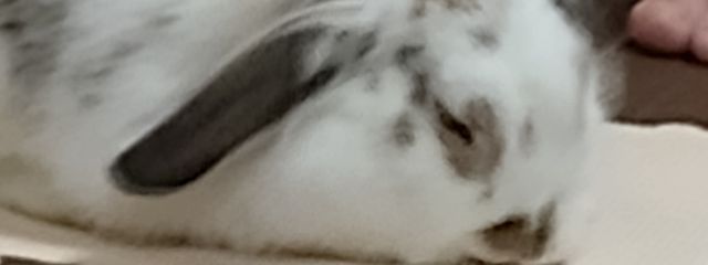 らむねさんの壁紙画像