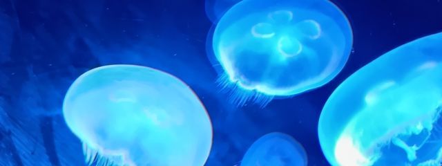 海釉さんの壁紙画像