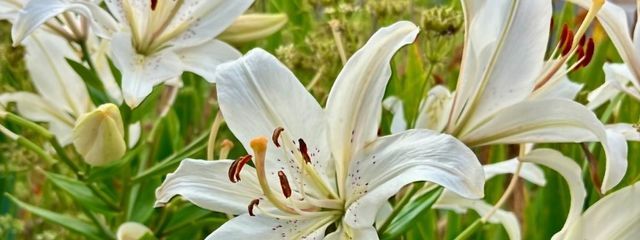 ふーさんの壁紙画像