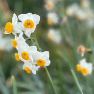 ぴえるさんのアイコン画像