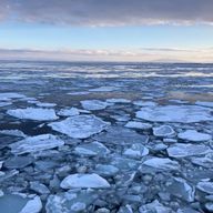 ほたてさんのアイコン画像