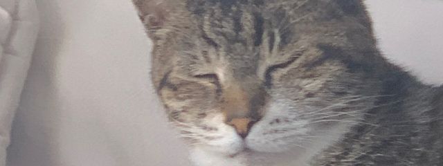 懐玉玉折編しか勝たん！(旧もも)さんの壁紙画像