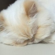 さんちゃんく！推しさんのアイコン画像