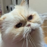 にゃんこさんのアイコン画像