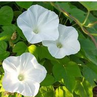 夜空  藍@前世姉妹     @。さんのアイコン画像