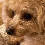 ゆきのだいふくさんのアイコン画像