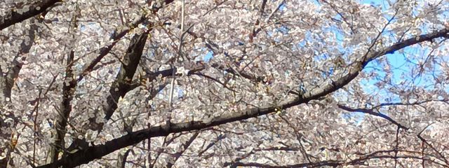 天の川　スピカ　@紅月　りのあ🐈‍⬛とペア画中さんの壁紙画像