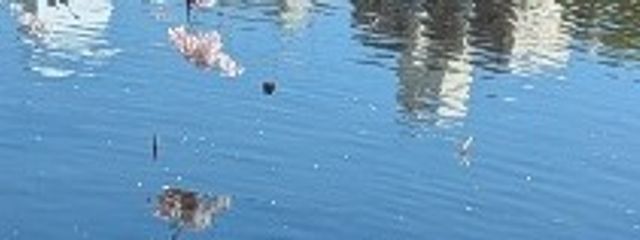 。さんの壁紙画像