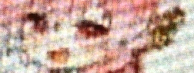 封さんさんの壁紙画像