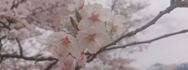 夜桜 Ｅそらさんの壁紙画像
