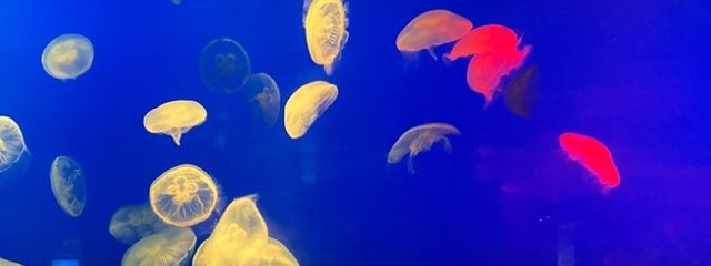 askさんの壁紙画像