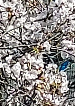 イコロさん専用部屋