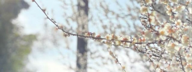 叶愛さんの壁紙画像