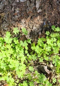 居場所(相談&雑談部屋)