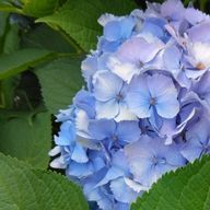 梨羽　りわさんのアイコン画像