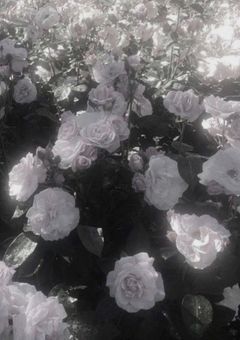 私のダイエット日記