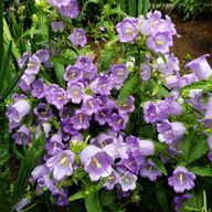 miya　【nmmn専用アカウント】さんのアイコン画像