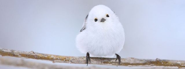 sz⛄️💚✏️推し@あかりちゃんとペア画中さんの壁紙画像