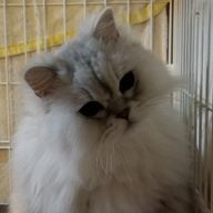 にゃんころぷっくーさんのアイコン画像