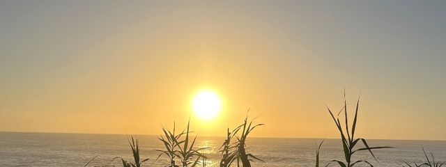 ひまじんさんの壁紙画像