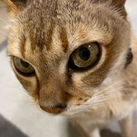 なゆさん@BSDおたくですさんのアイコン画像