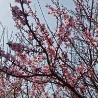 一ノ瀬さんのアイコン画像