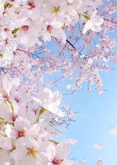 僕らの青春を【桜が咲くあの日に…】