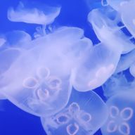 かいら さんのアイコン画像