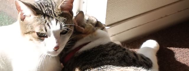 生物@低浮さんの壁紙画像