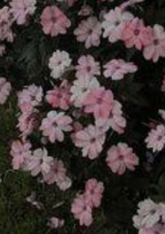 ꒷꒦増えていくこの気持ちは無限大__。꒷꒦ ♯100記念日