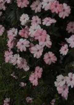 #   海  ガ   き   レ  い  で  す  ネ  。   《Akpr》   #  ぽとこん