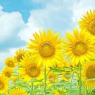 向日葵さんのアイコン画像