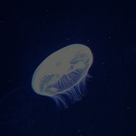 パン粉さんのアイコン画像