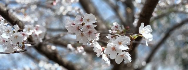 天乃 苺🍓🎀さんの壁紙画像