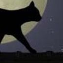 黒猫