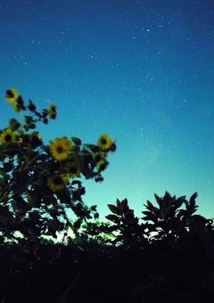 夜空に広がる星よ 。