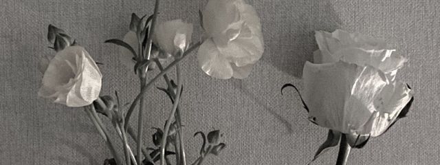 　　　　asukaa   .さんの壁紙画像