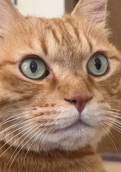 ライブとかのやつ！！